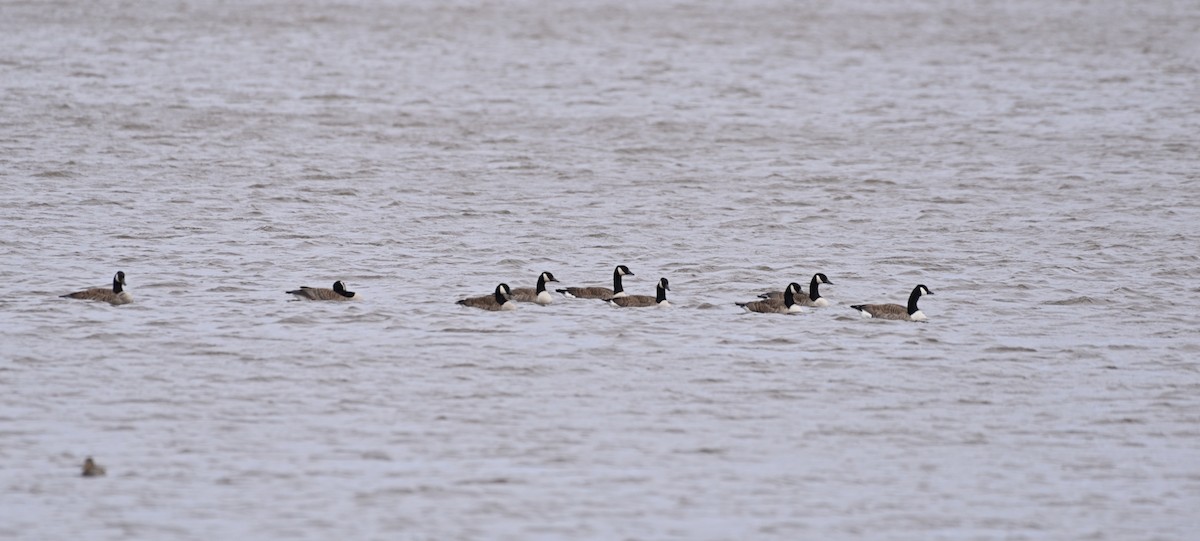 eBird Canada Checklist - 19 May 2023 - HVGB--Main Dock area - 11 species