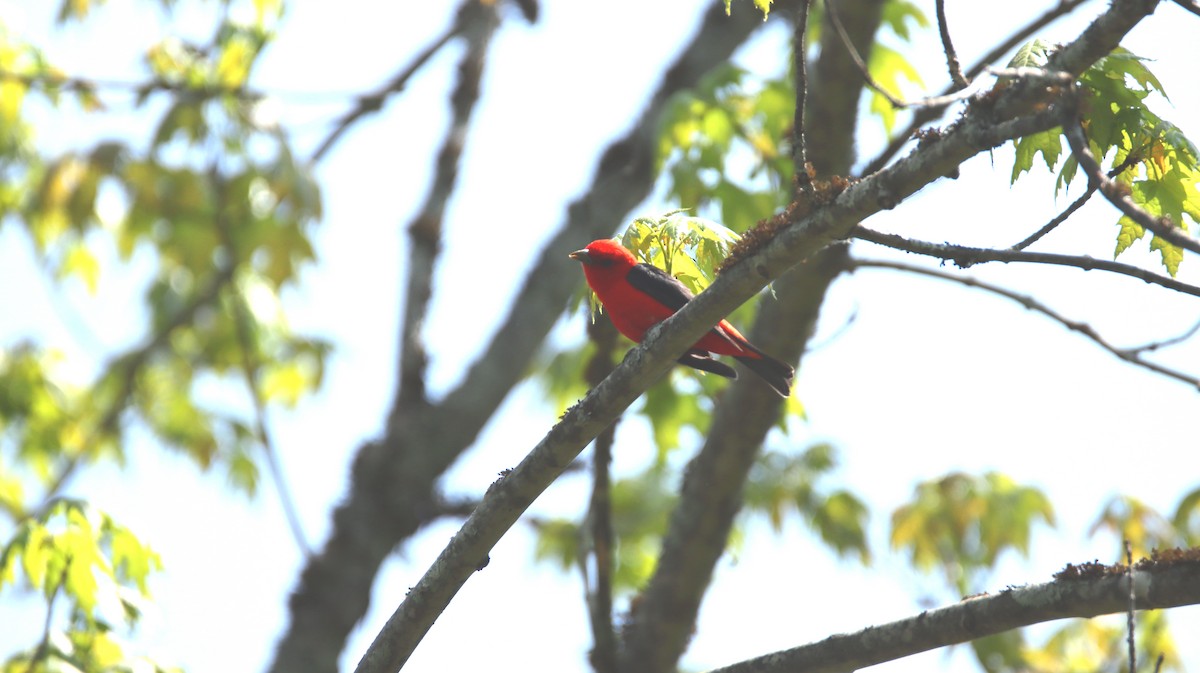 Scarlet Tanager - ML574537821