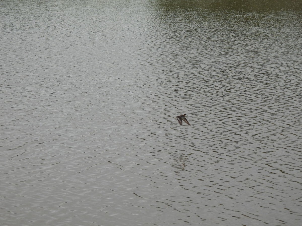 North Carolina Bird Atlas Checklist 19 May 2023 Old Maple View Farm
