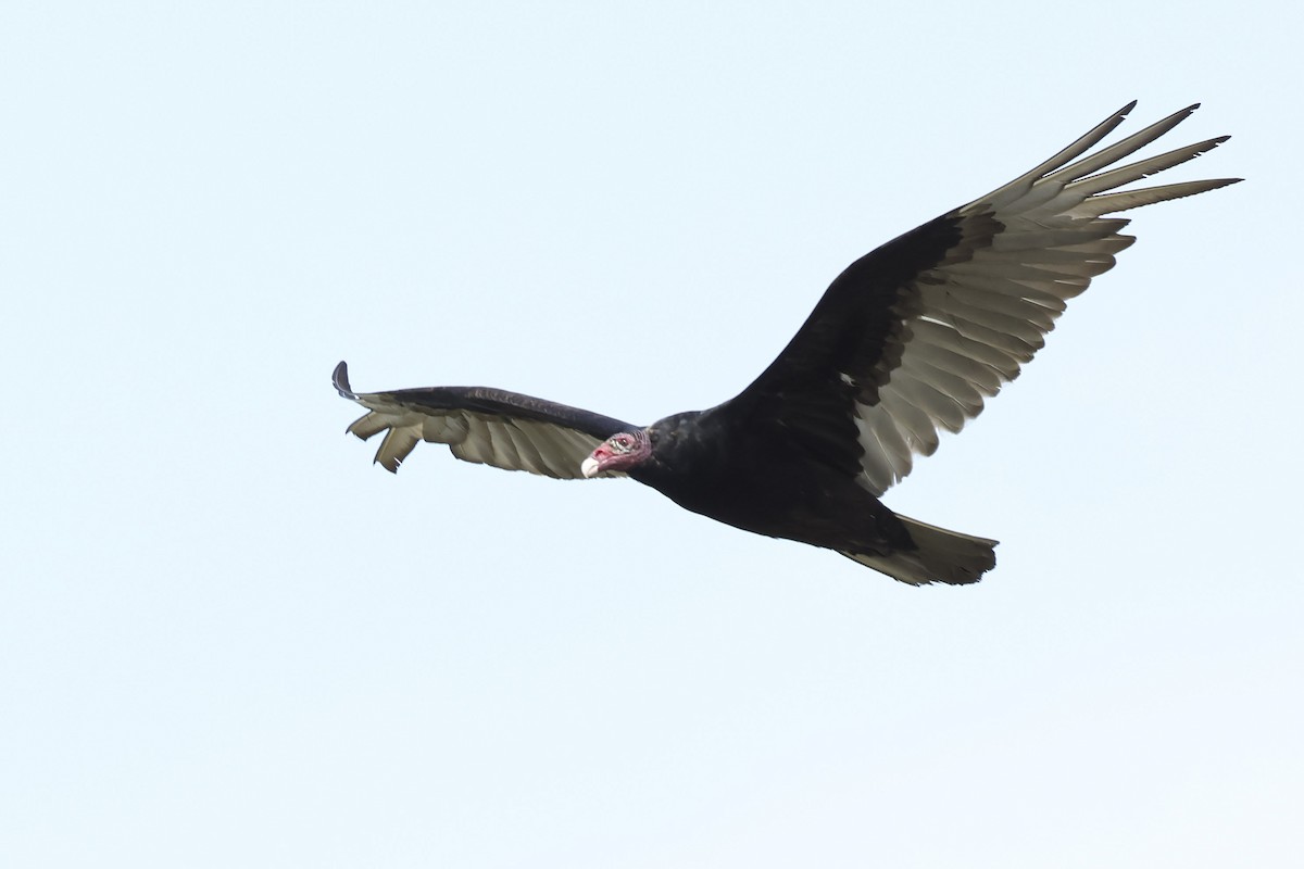 Turkey Vulture - Mary Thurmond