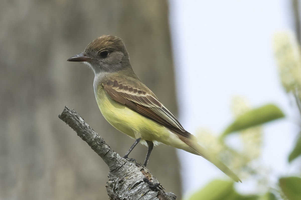 Great Crested Flycatcher - ML574544691