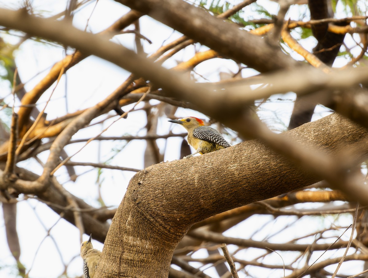 Golden-fronted Woodpecker - ML574549721