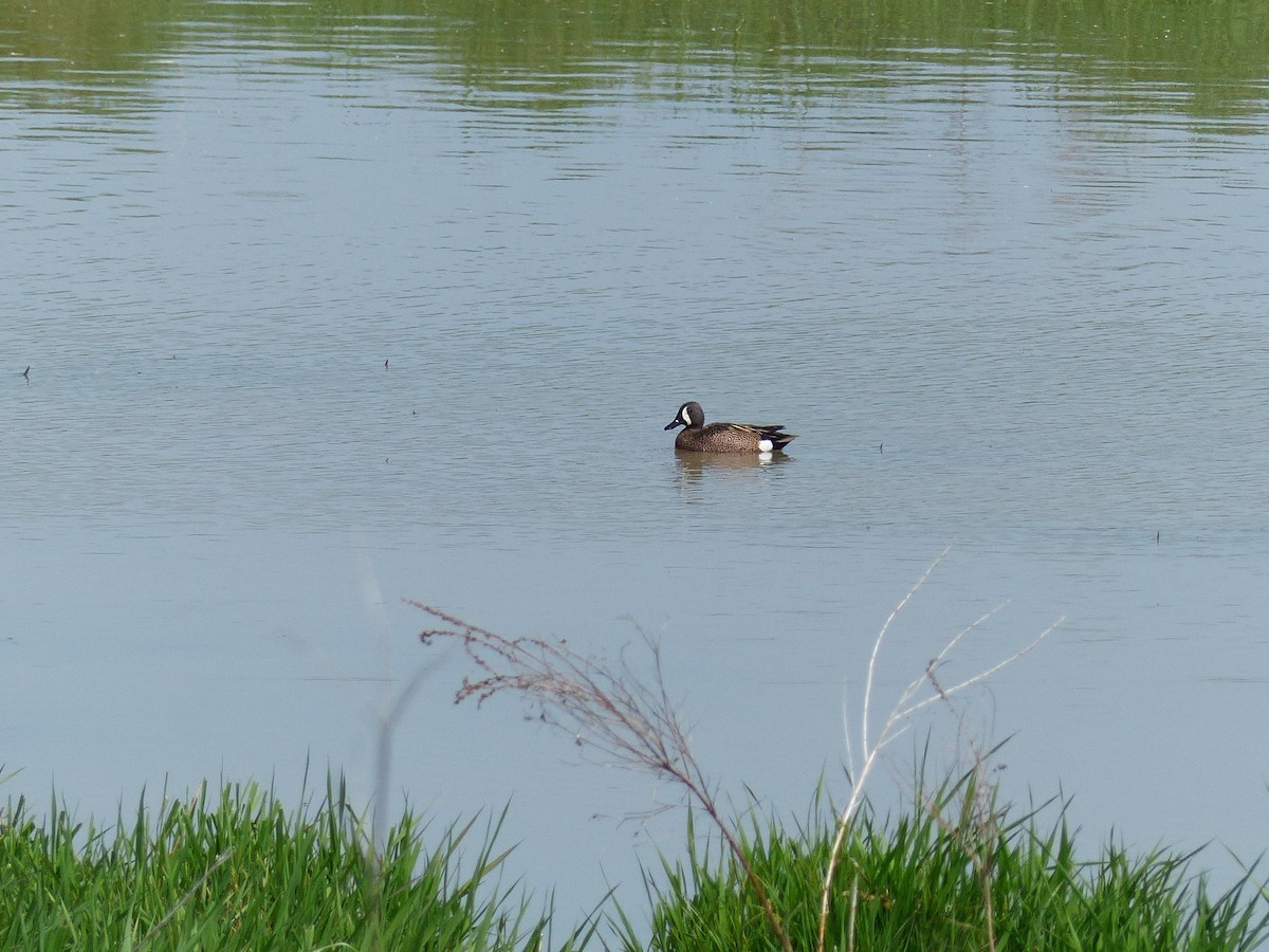 Blue-winged Teal - ML574549771