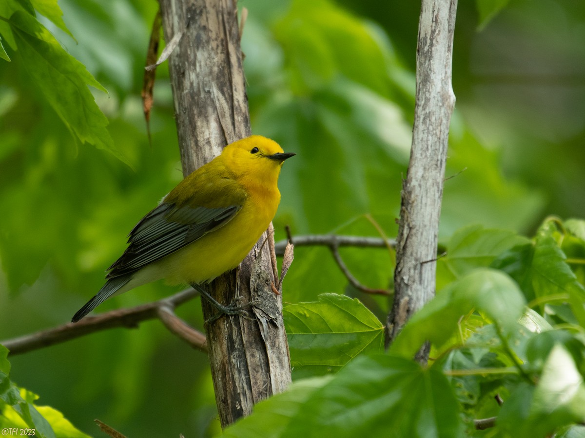 Prothonotary Warbler - ML574556191