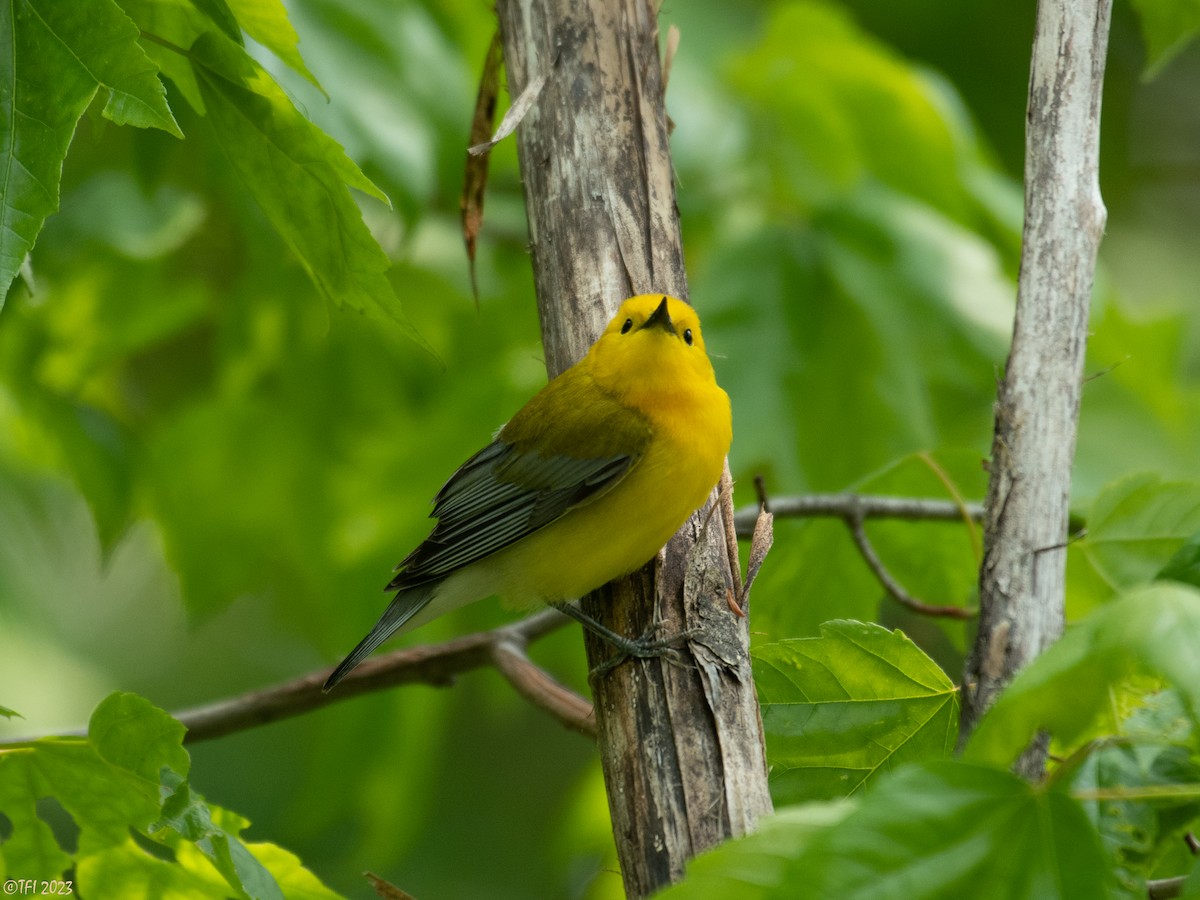Prothonotary Warbler - ML574556201