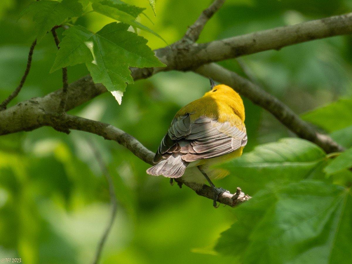Prothonotary Warbler - ML574556211