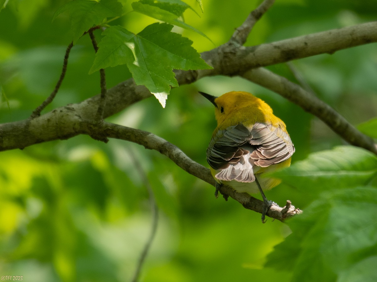 Prothonotary Warbler - ML574556221