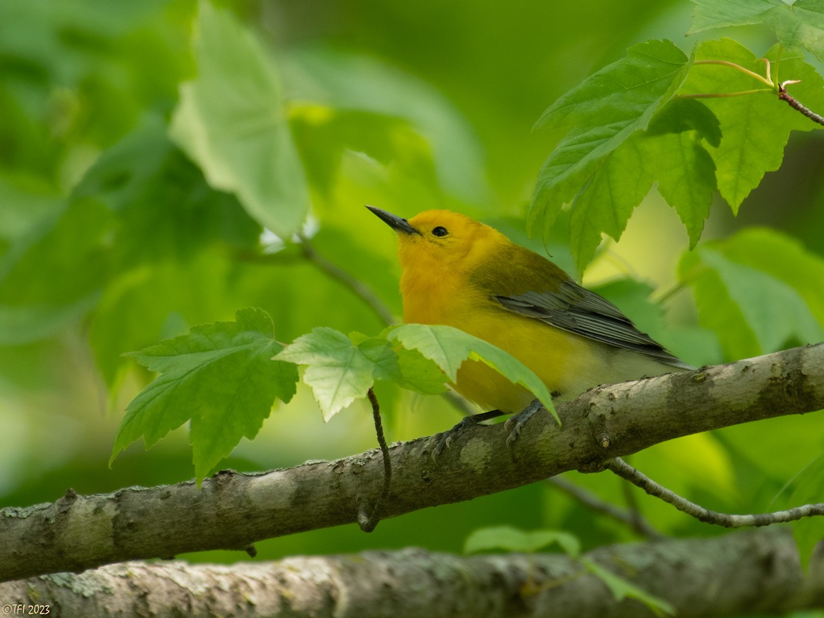 Prothonotary Warbler - ML574556291