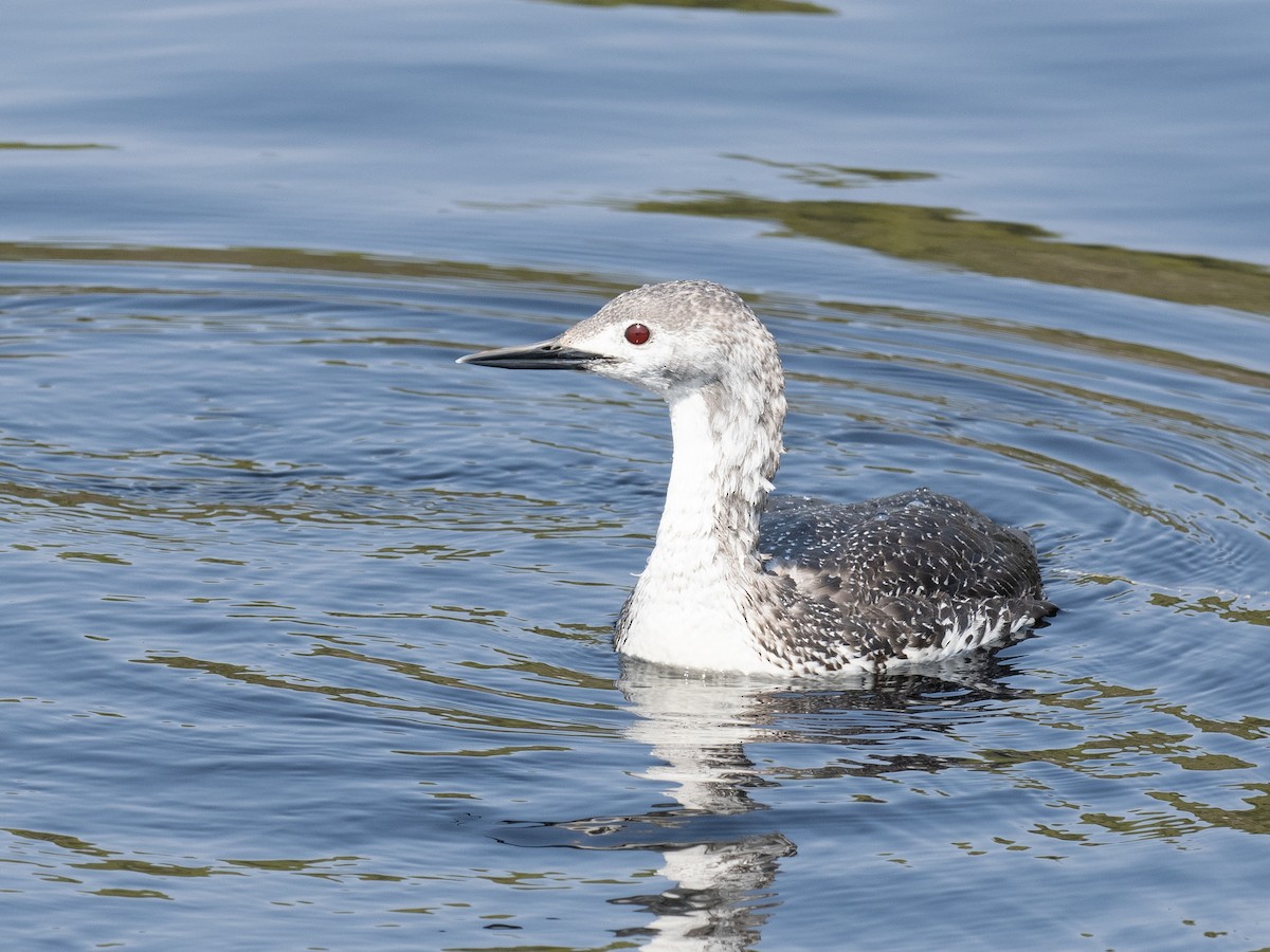 Red-throated Loon - ML574560081