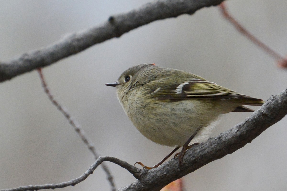 Ruby-crowned Kinglet - Marie O'Neill