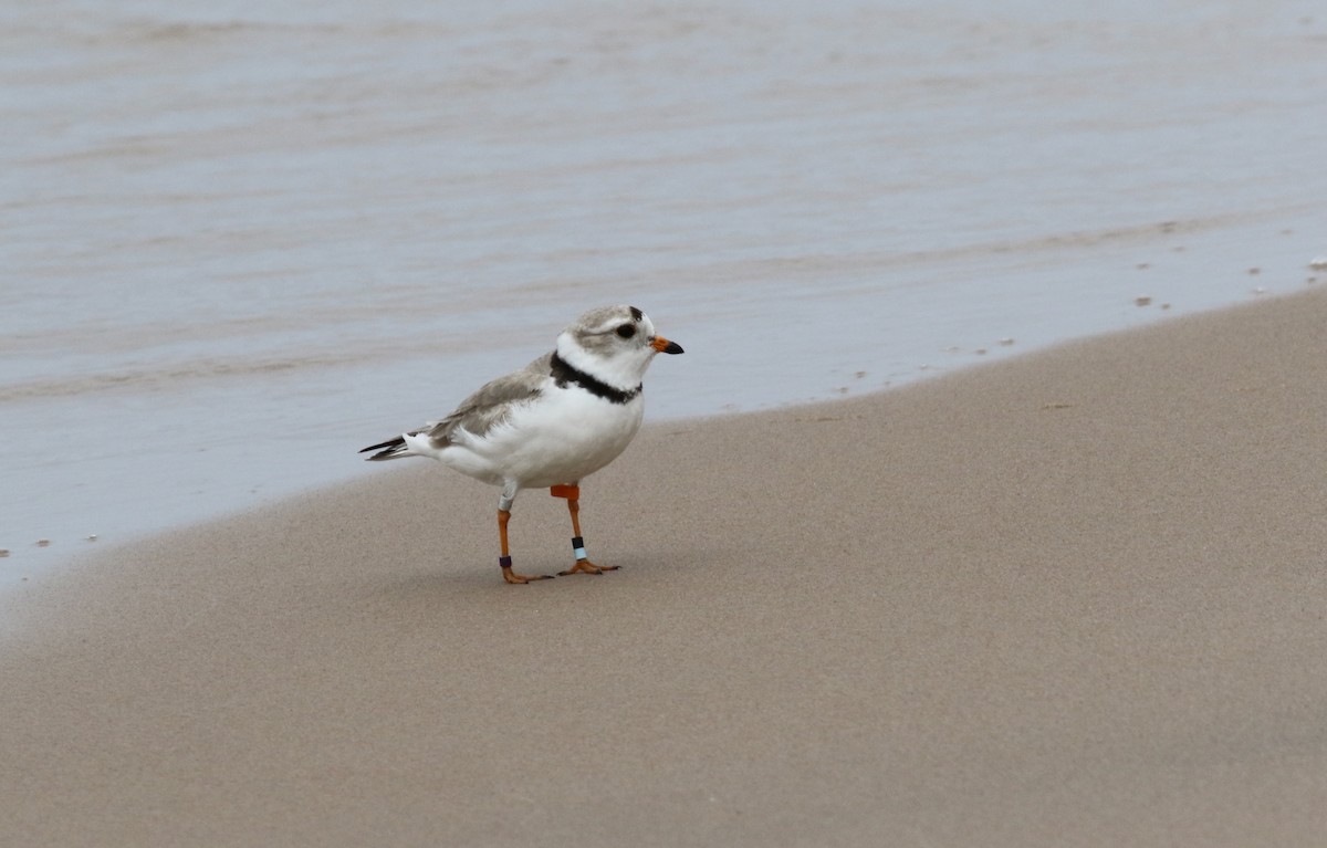 Piping Plover - ML574565101