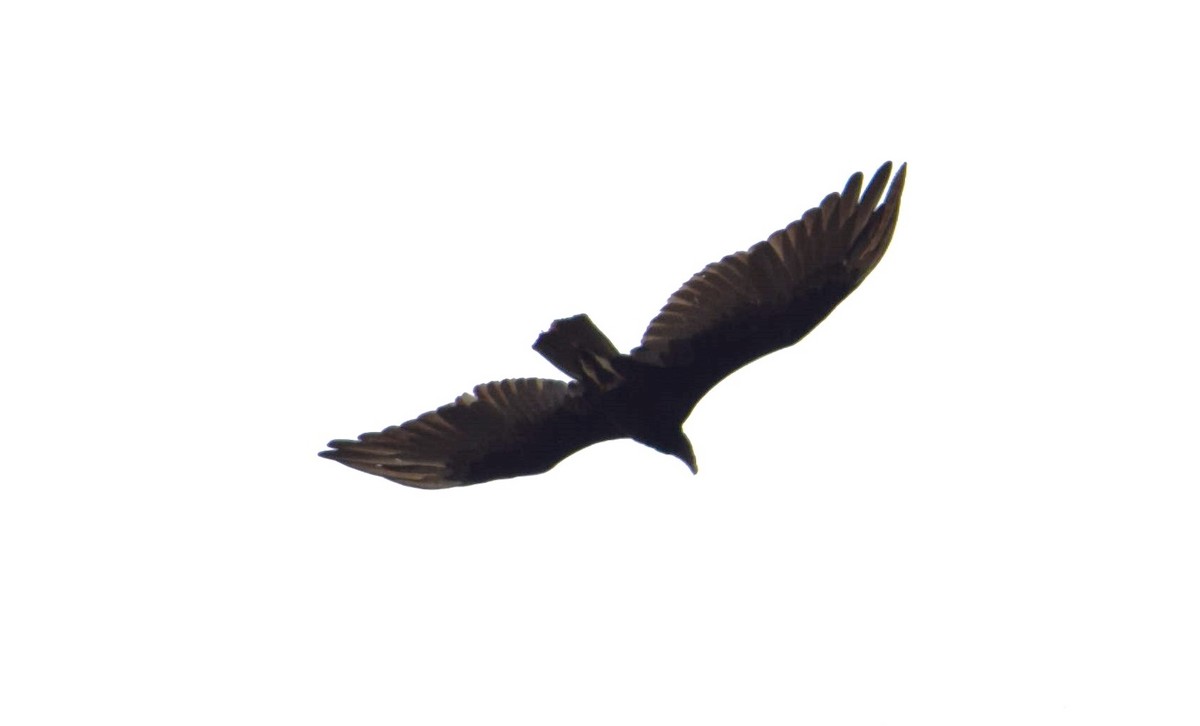 Turkey Vulture - ML574566871