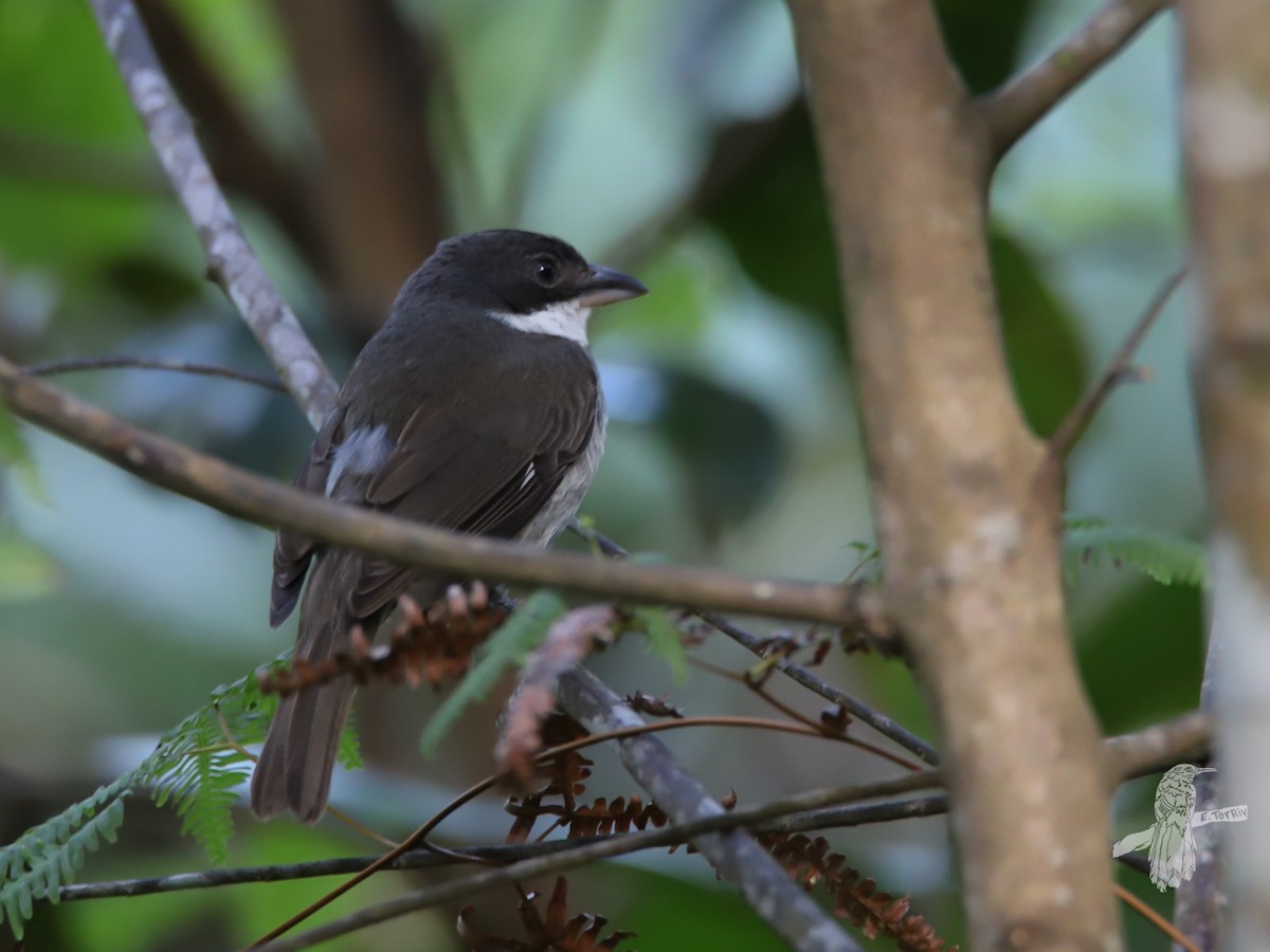 Puerto Rican Tanager - ML574566991