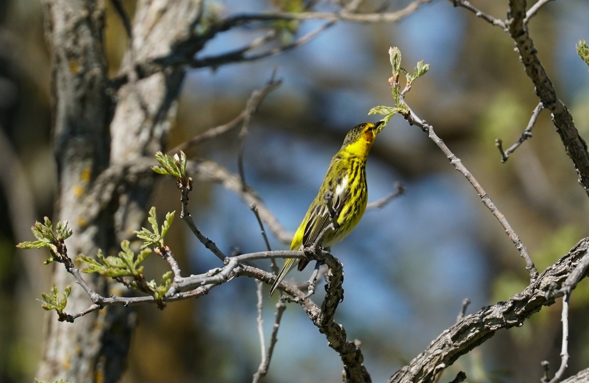Cape May Warbler - ML574575831