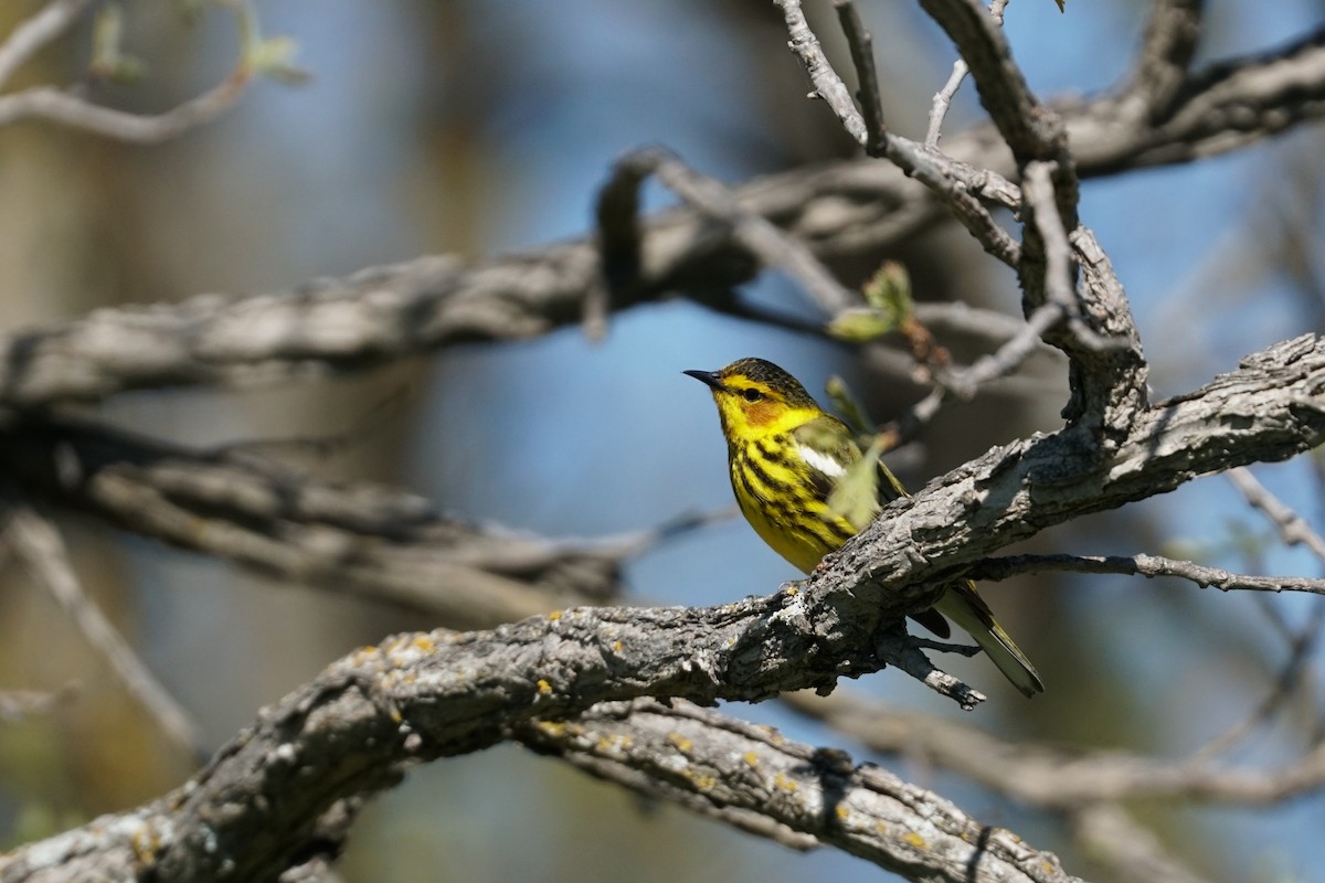 Cape May Warbler - ML574575851
