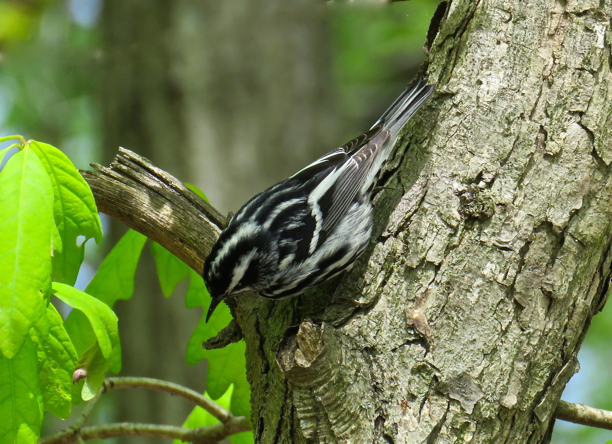 Black-and-white Warbler - ML57457601