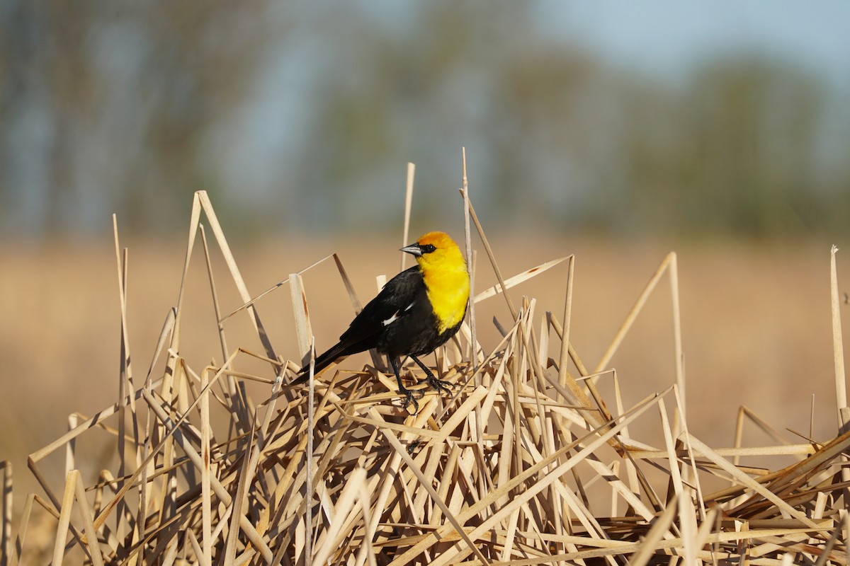 Yellow-headed Blackbird - Bryan Ugrin