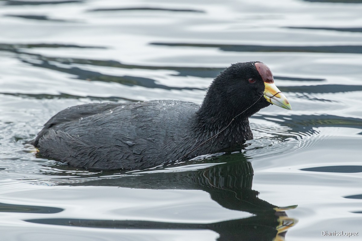 Slate-colored Coot (Yellow-billed) - ML574577611