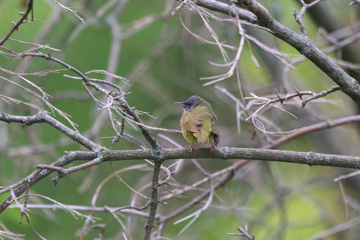 Mourning Warbler - Dan Fox