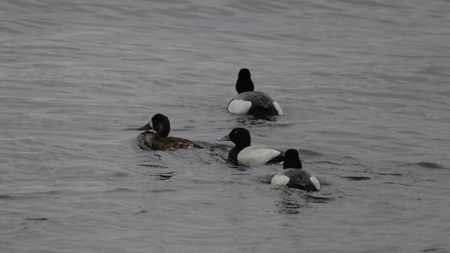 Greater Scaup - ML574584241