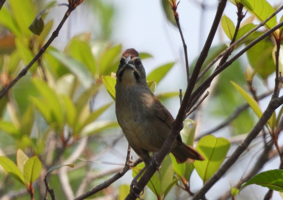 Rusty Sparrow - ML574590091