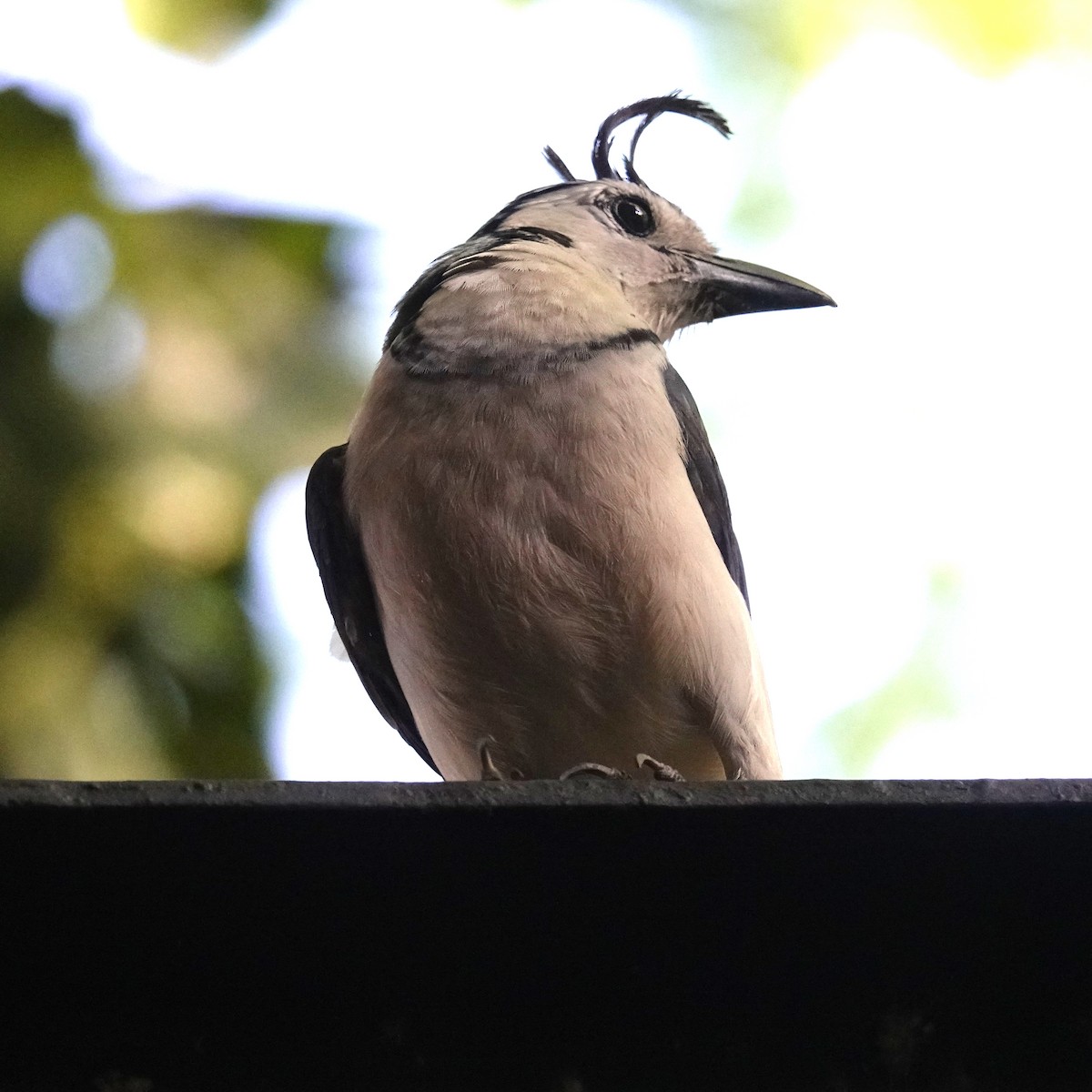 White-throated Magpie-Jay - ML574590461