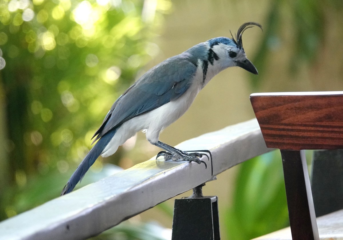White-throated Magpie-Jay - ML574590481