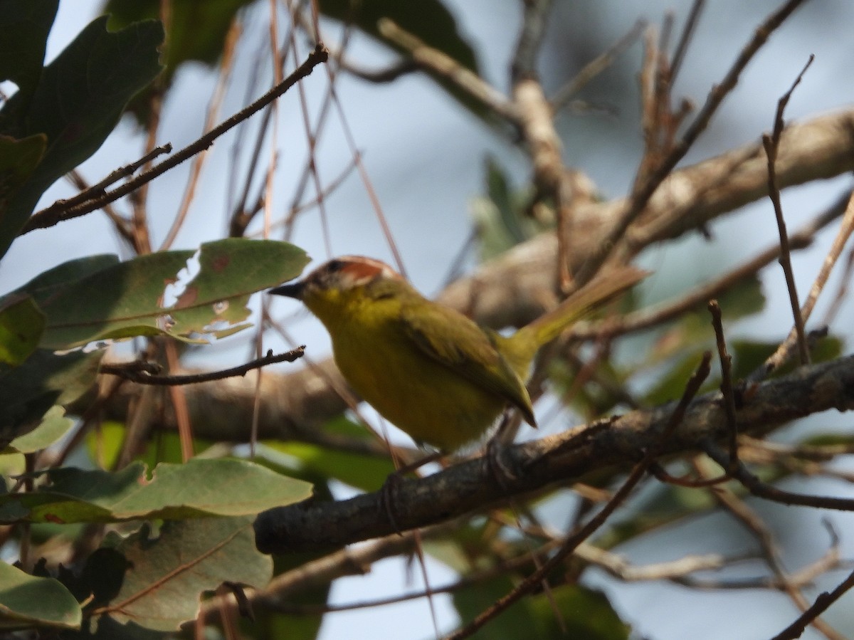 Rufous-capped Warbler - ML574591611