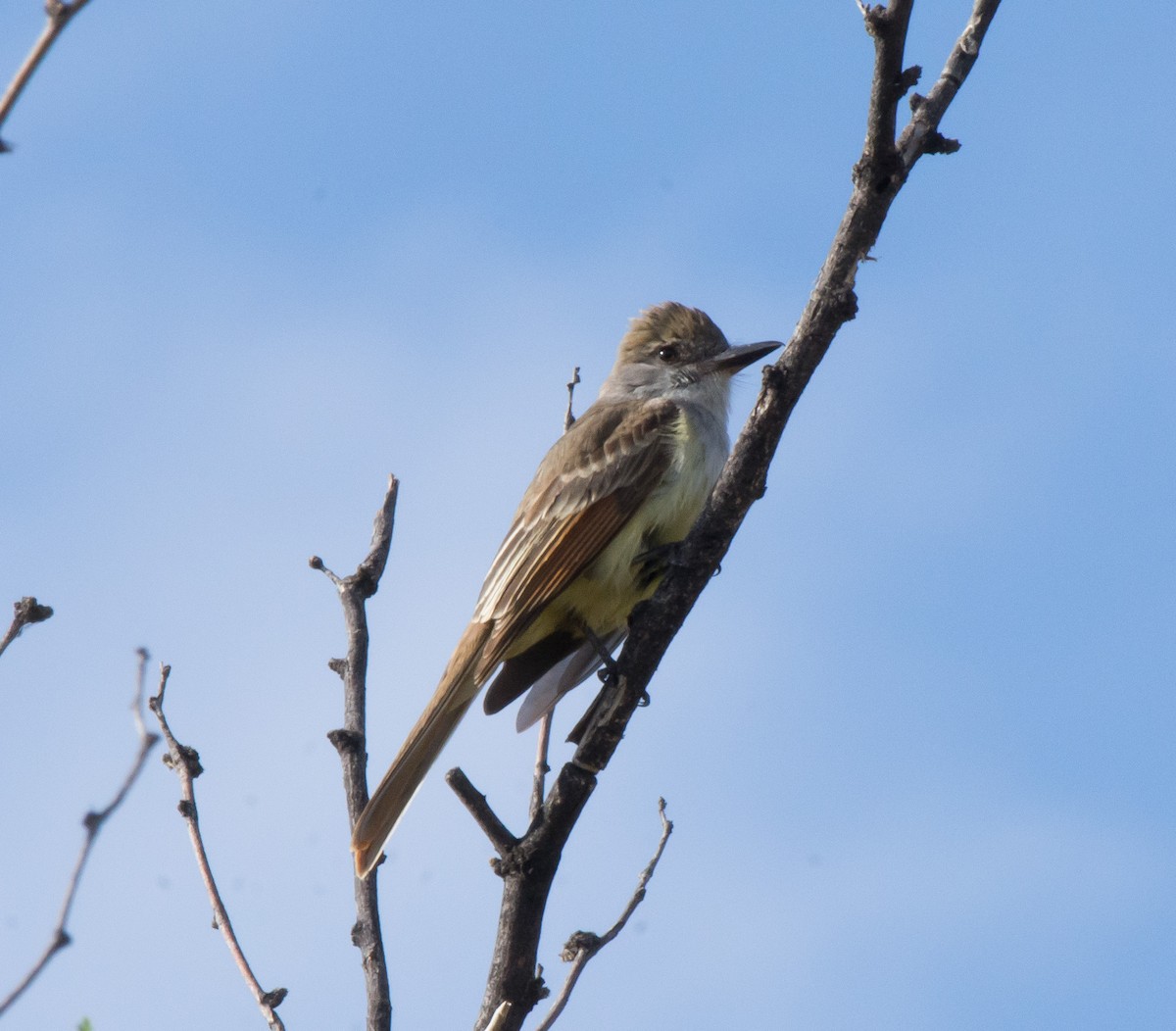 Brown-crested Flycatcher - Gordon Karre