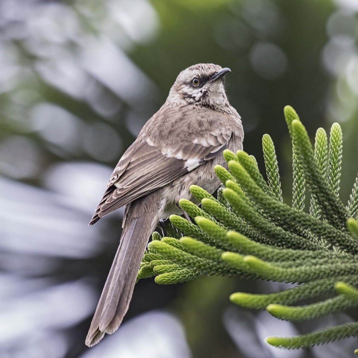 Long-tailed Mockingbird - Peter Hawrylyshyn