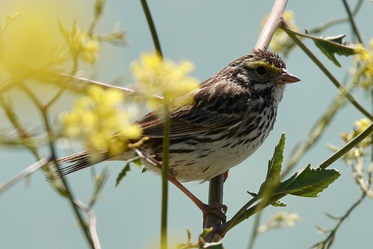 Savannah Sparrow - ML574592991
