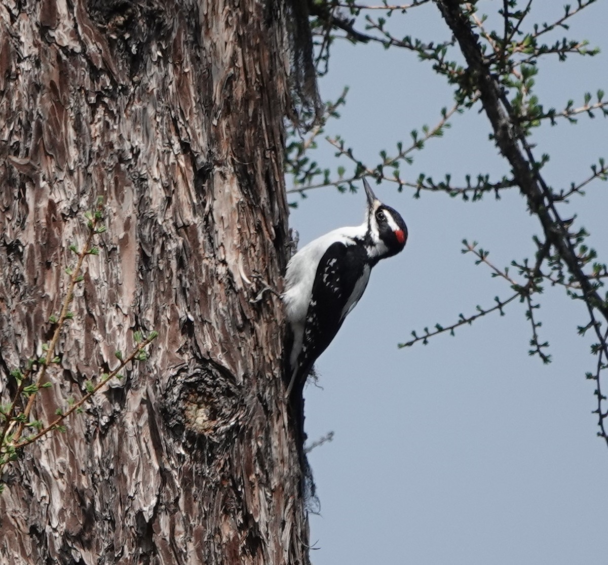 Hairy Woodpecker - ML574593871
