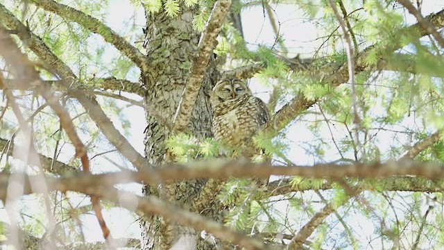 Spotted Owl (Mexican) - ML574594391