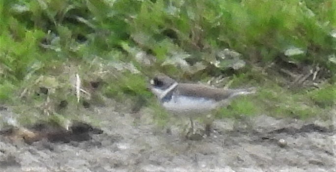 Semipalmated Plover - ML574594631
