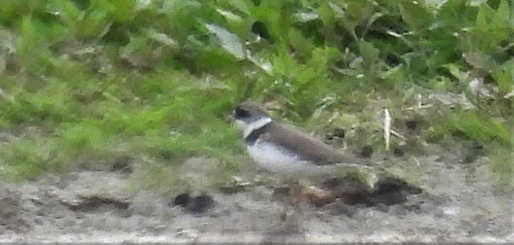 Semipalmated Plover - ML574594701