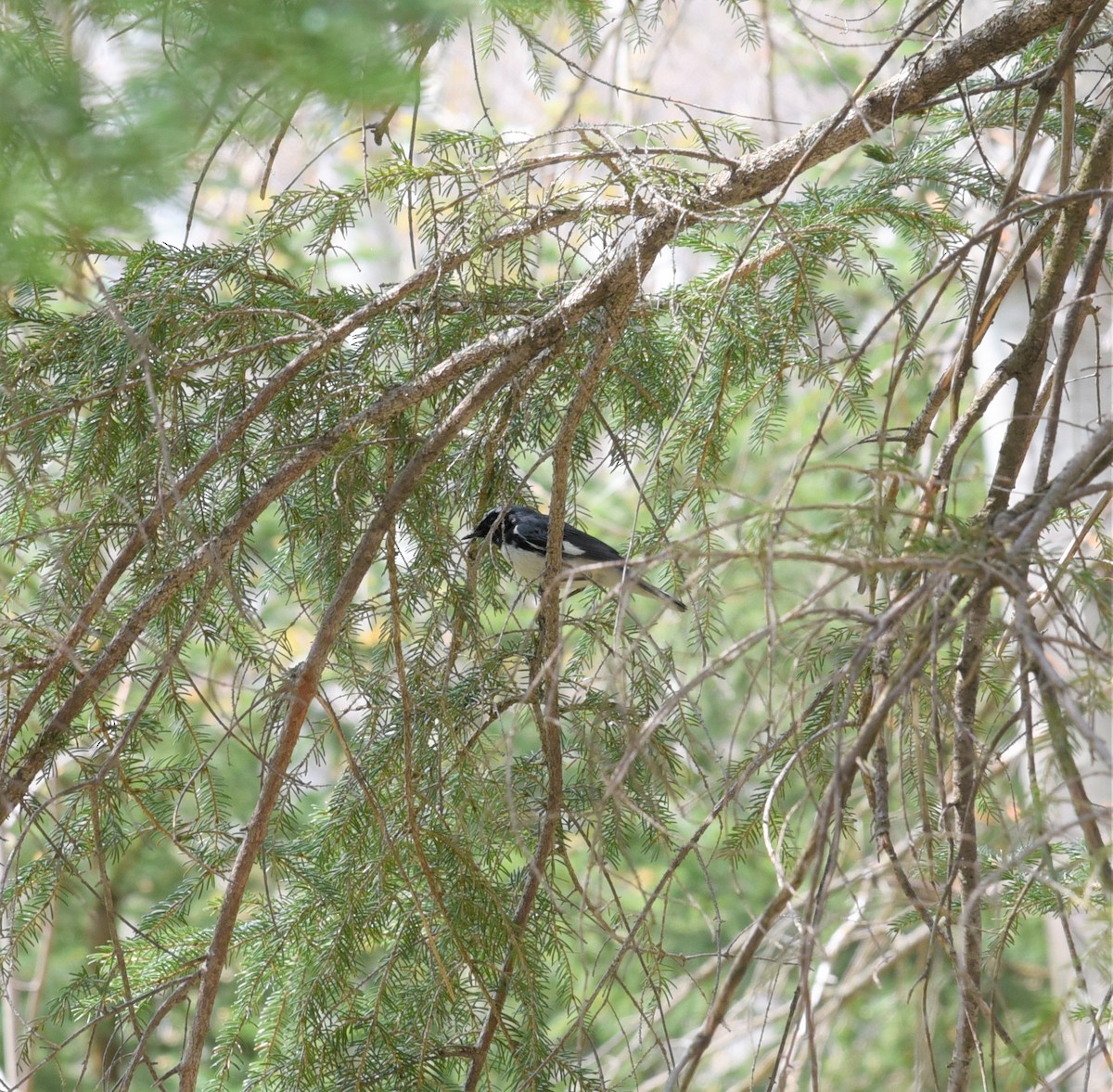 Black-throated Blue Warbler - ML574595401
