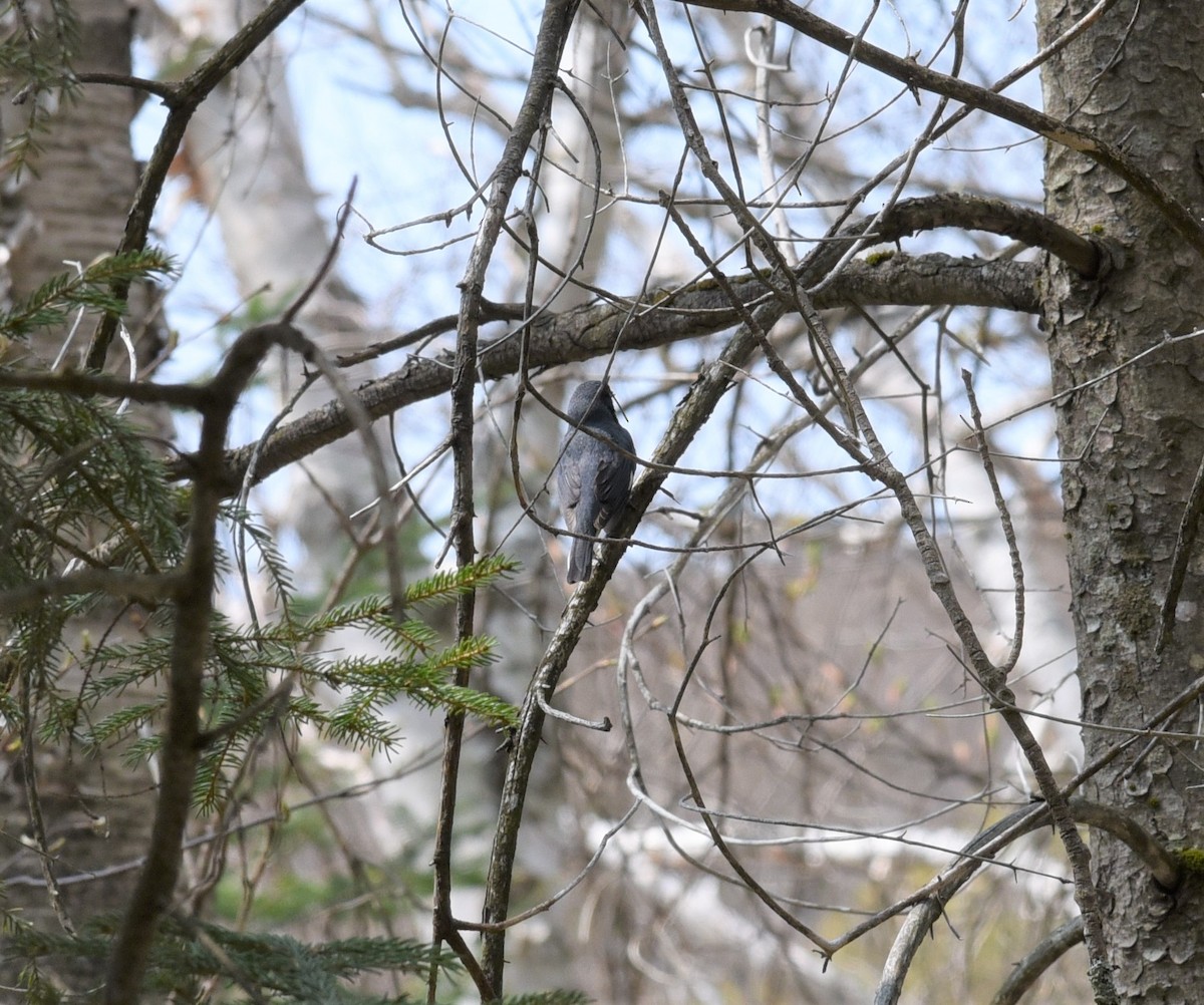 Black-throated Blue Warbler - ML574595411