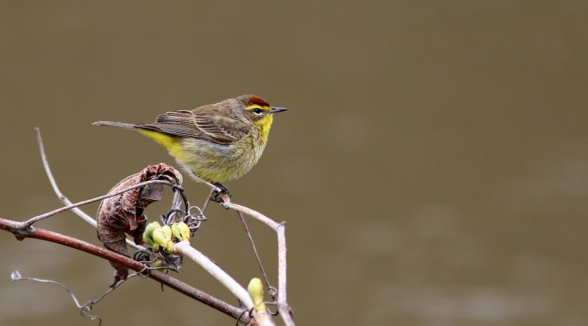 Palm Warbler - Yves Gauthier (Mtl)