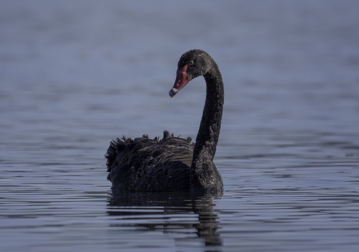 Black Swan - Anne Reardon