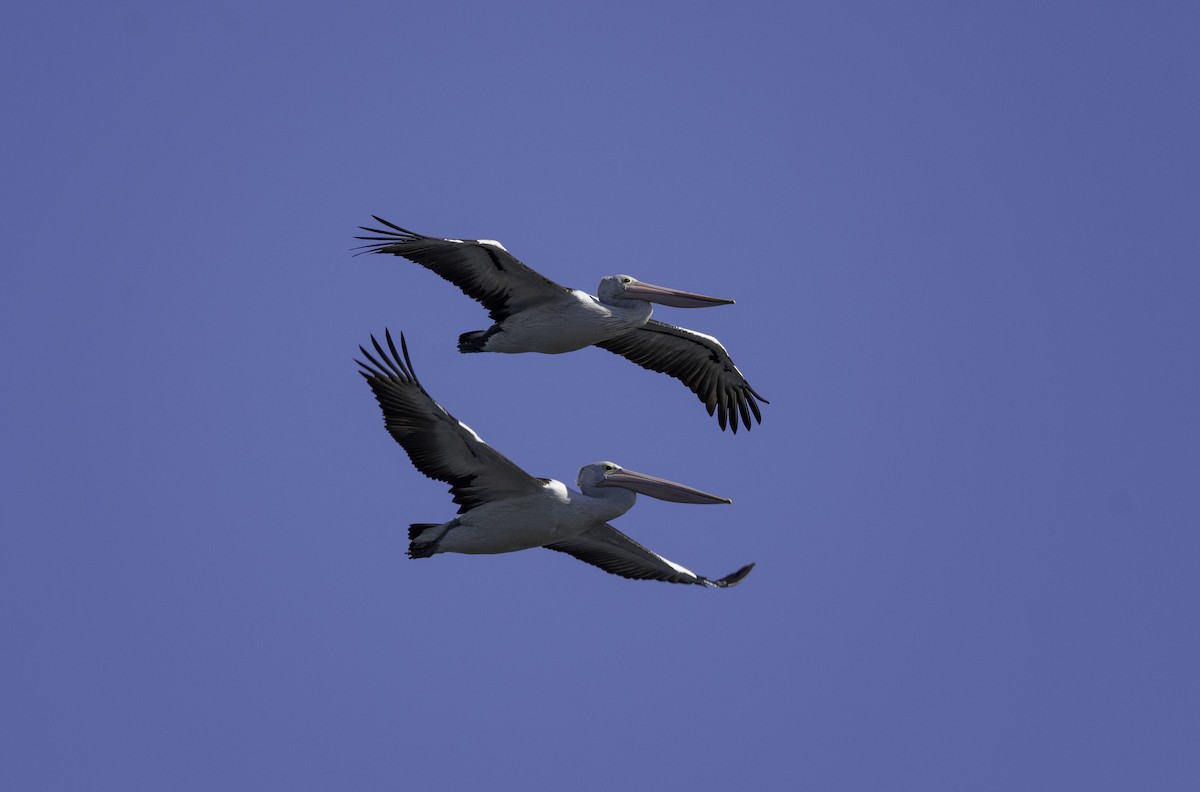 pelikán australský - ML574597801