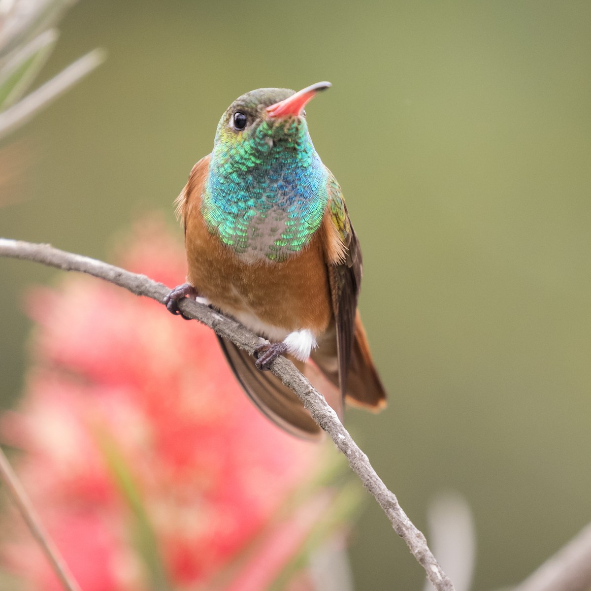 Amazilia Hummingbird (Green-throated) - ML57459841