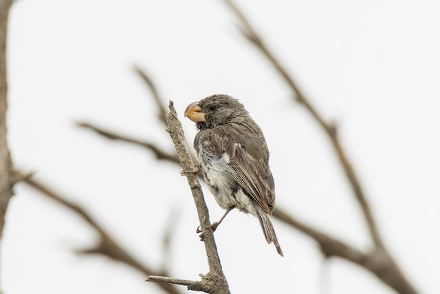 Chorão - eBird