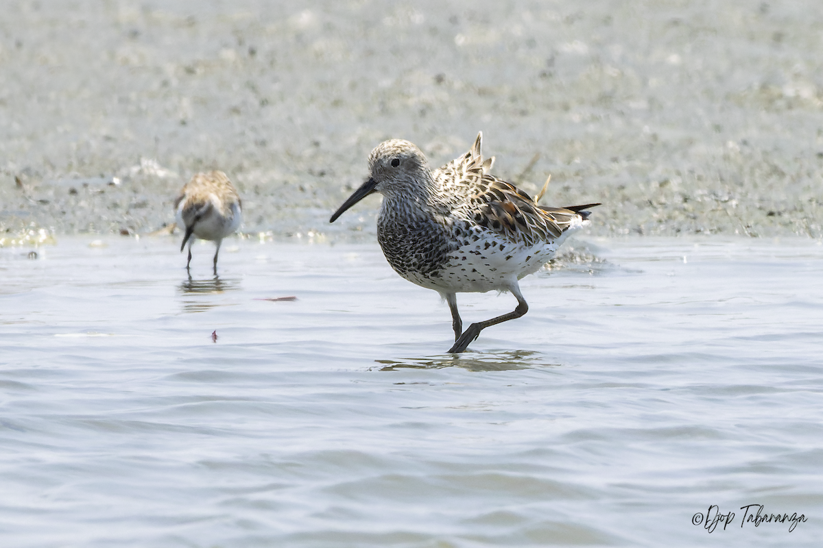 Great Knot - ML574603151