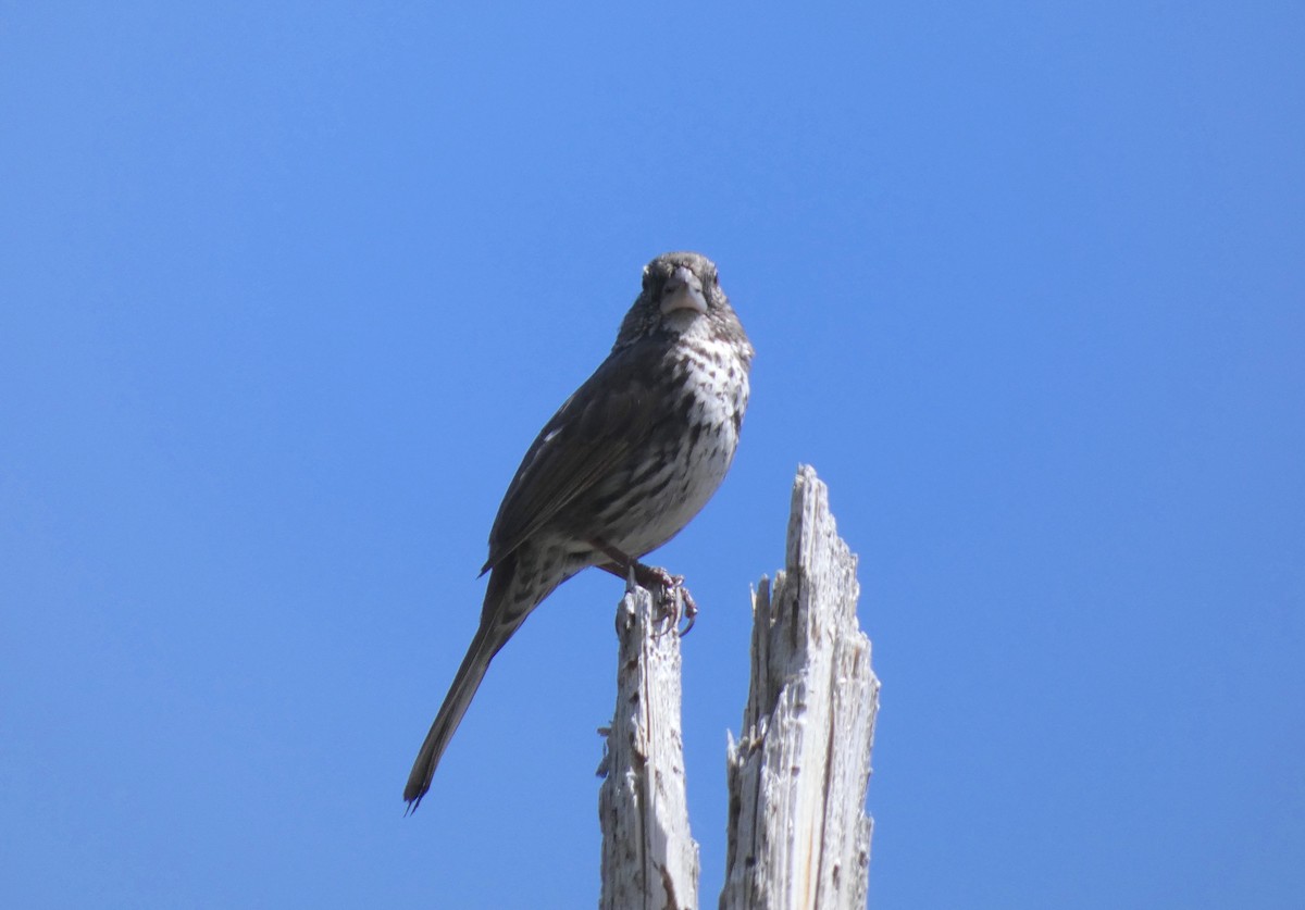 Fox Sparrow (Thick-billed) - ML574603451