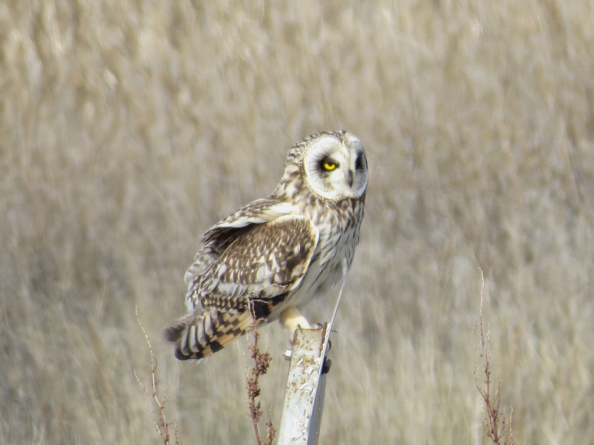 Short-eared Owl - ML57460471