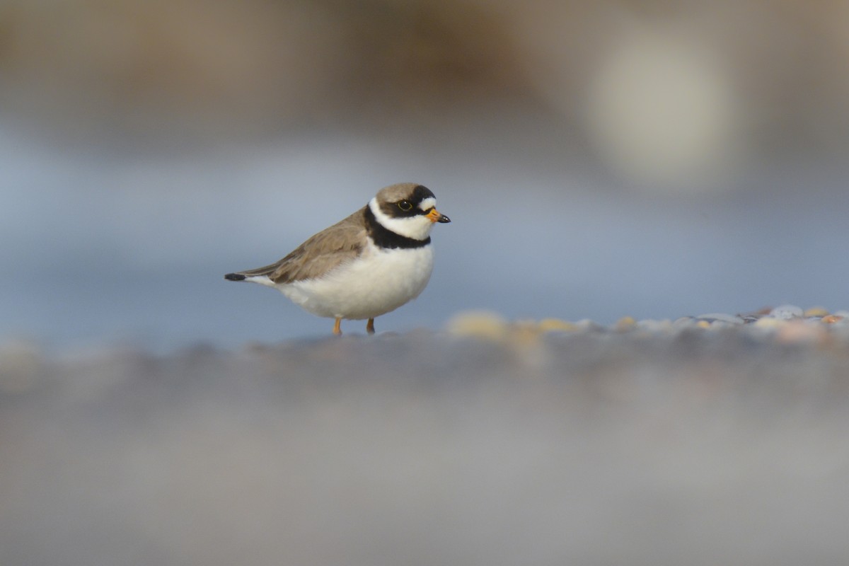 Semipalmated Plover - ML574607251
