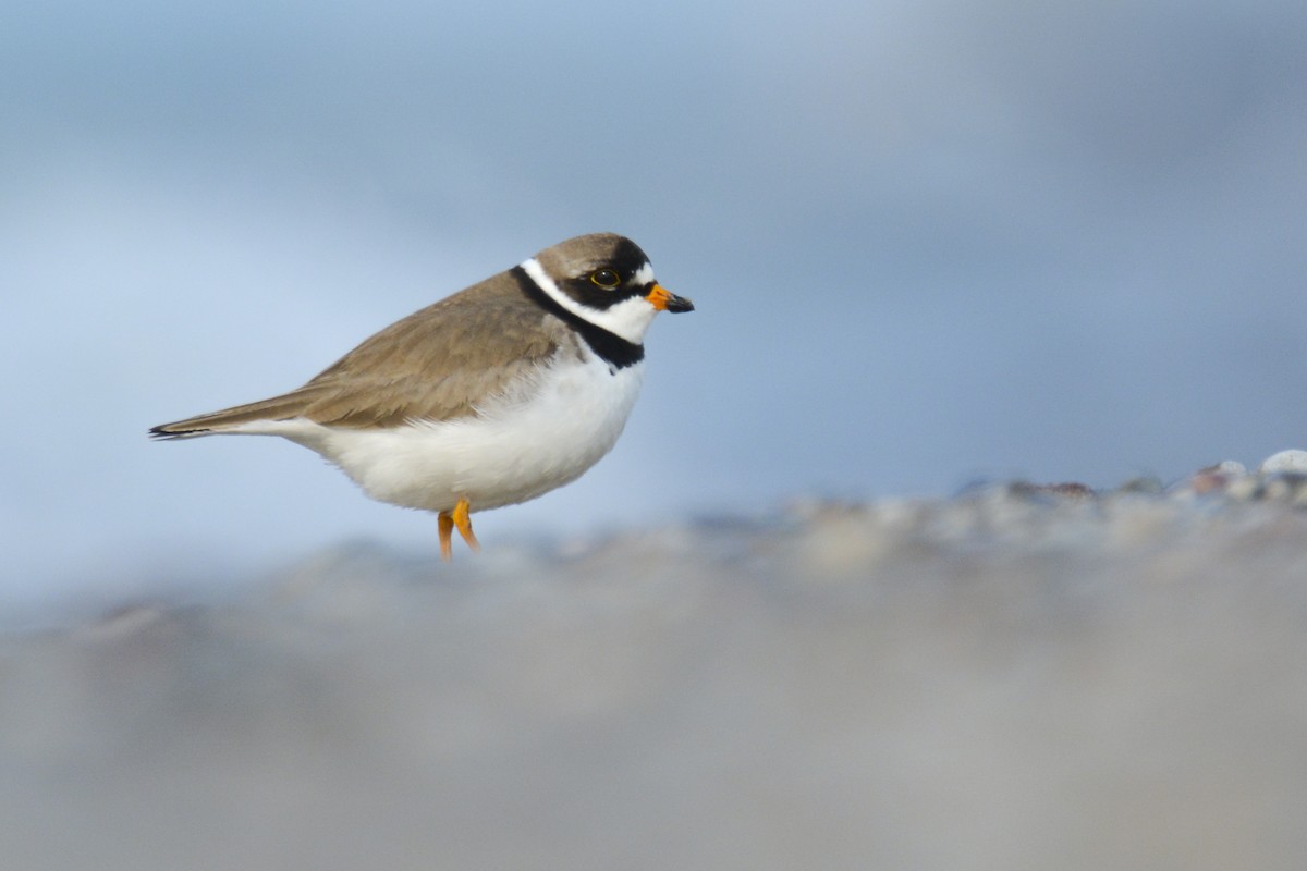 Semipalmated Plover - ML574607271