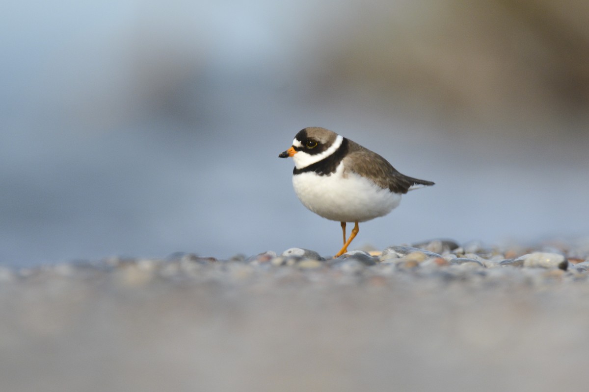 Semipalmated Plover - ML574607281