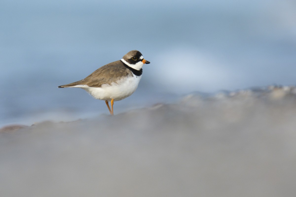 Semipalmated Plover - ML574607291
