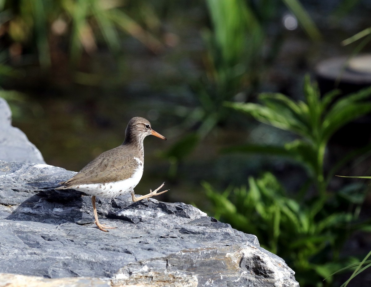 Spotted Sandpiper - Russell Johnson